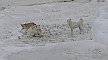 Hunde in den Pamukkale, Kalksinterterassen